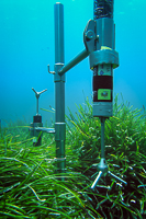 Two Acoustic Doppler Velocimeters (ADV) Vectrino, Nortek measuring wave action and flow velocities in a Posidonia seagrass meadow.