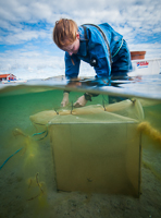 Caroline Crouzy conducting an experiment to protect Zostera marina (eelgrass) seeds from Carcinus maenas crabs near Kristineberg marine station in Sweden