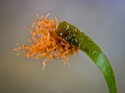 Close-up of macroalga epiphyte on Posidonia oceanica leaf