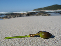 Posidonia oceanica fruit on sandy shore, Ibiza, Spain, Mediterranean Sea.