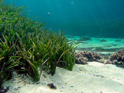 Edge of Posidonia oceanica seagrass meadow on sandy bottom in Cala Millor, Mallorca Island, Spain, Mediterranean Sea.