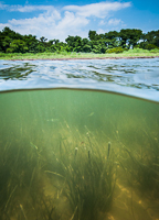 Eelgrass Zostera marina meadow