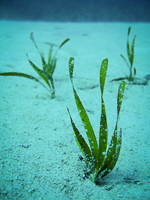 Photo of Posidonia oceanica seedlings growing on sandy substrate in the Mediterranean Sea
