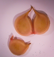 Seeds of the seagrass Cymodocea nodosa spread out on a white surface