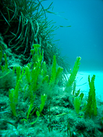 Invasive macroalgae Caulerpa taxifolia growing on dead matte of Posidonia oceanica in Cala d'or, Mallorca, Spain, Mediterranean Sea.