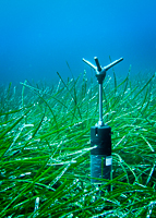 Acoustic Doppler Velocimeter (ADV) Vectrino, Nortek measuring wave action and flow velocities in a Posidonia seagrass meadow.