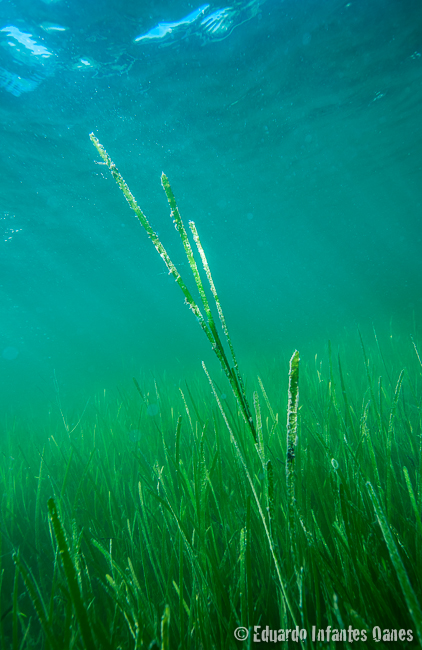 Eelgrass flower shoot (Zostera marina)