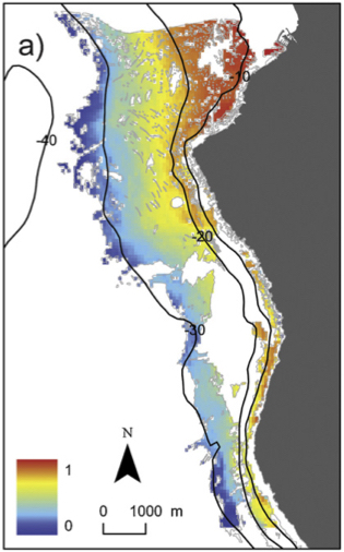Probabilistic mapping of seagrass
