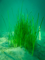 Seedlings of eelgrass Zostera marina