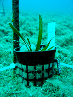 A photo of a restoration experiment of Posidonia oceanica seedlings in Hornillo, Spain. The image shows several seedlings planted in the sandy substrate of the seafloor and surrounded by protective cages. The water is clear and blue, and the sunlight illuminates the seafloor.