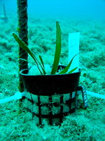 A photo of a restoration experiment of Posidonia oceanica seedlings in Hornillo, Spain. The image shows several seedlings planted in the sandy substrate of the seafloor and surrounded by protective cages. The water is clear and blue, and the sunlight illuminates the seafloor.