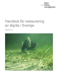 Handbook for eelgrass restoration in Sweden