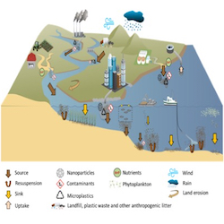 Particle sources and sinks in anthropogenic coastal areas: impacts on ecosystem dynamics