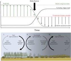 Feedbacks seagrass restoration