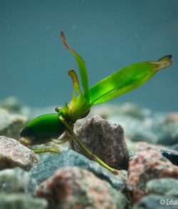 A small seedling of the seagrass Posidonia oceanica in a container filled with water