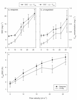 Increased current flow enhances the risk of organic carbon loss from Zostera marina sediments: Insights from a flume experiment