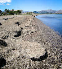 Beach-cast as biofertiliser in the Baltic Sea region-potential limitations due to cadmium-content