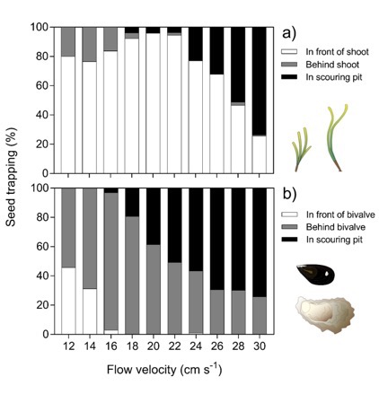 The influence of hydrodynamics and ecosystem engineers on eelgrass seed trapping