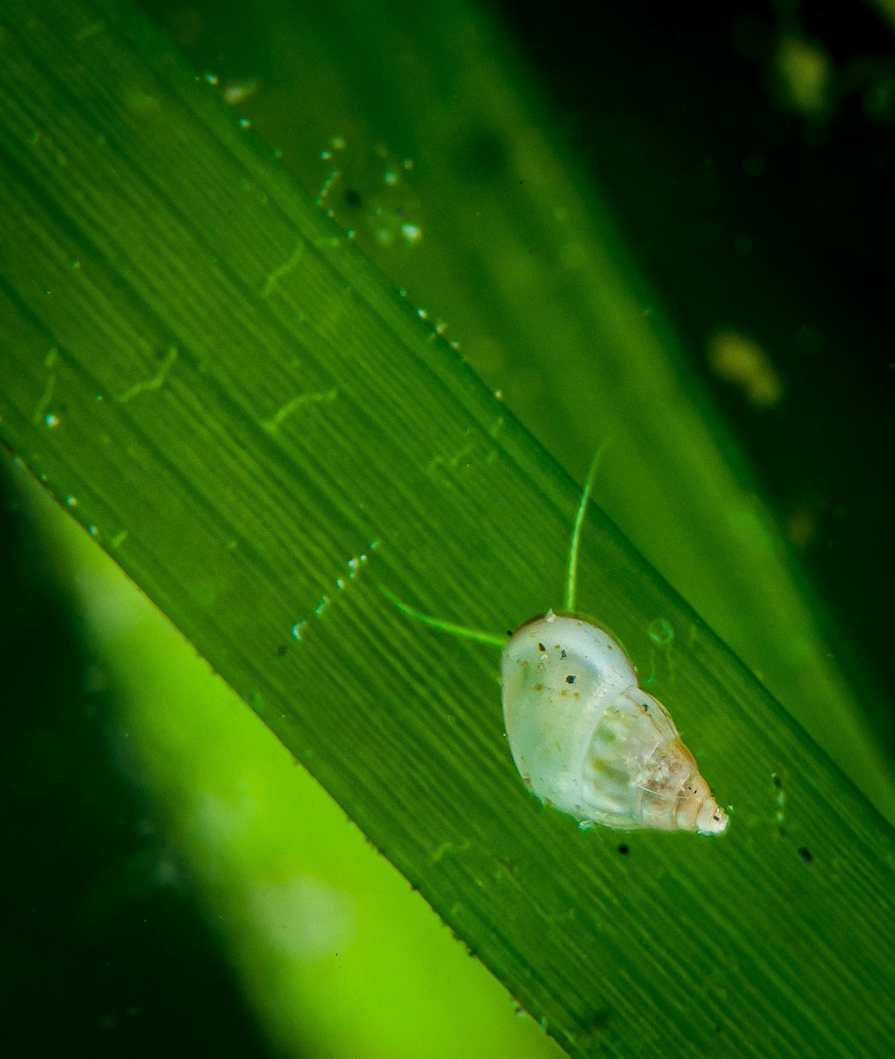 Close-up photo of a small gastropod sitting on a Zostera marina eelgrass leaf in Gullmarsfjord, Swedish west coast.