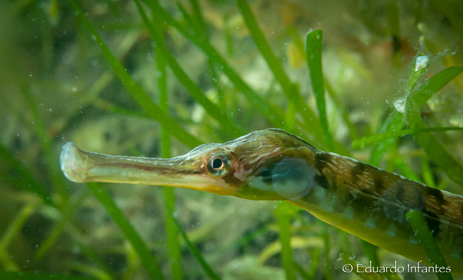 Healthy Seagrass Forms Underwater Meadows That Harbor Diverse Marine Life