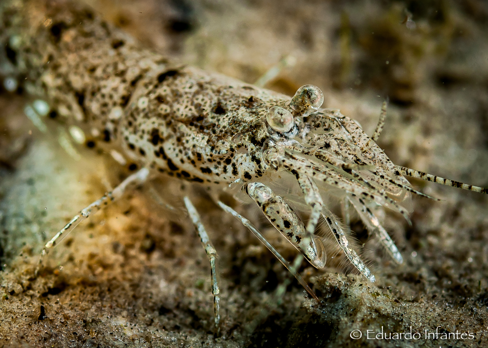 Sand shrimp Crangon crangon blending in with the sand near eelgrass Zostera marina