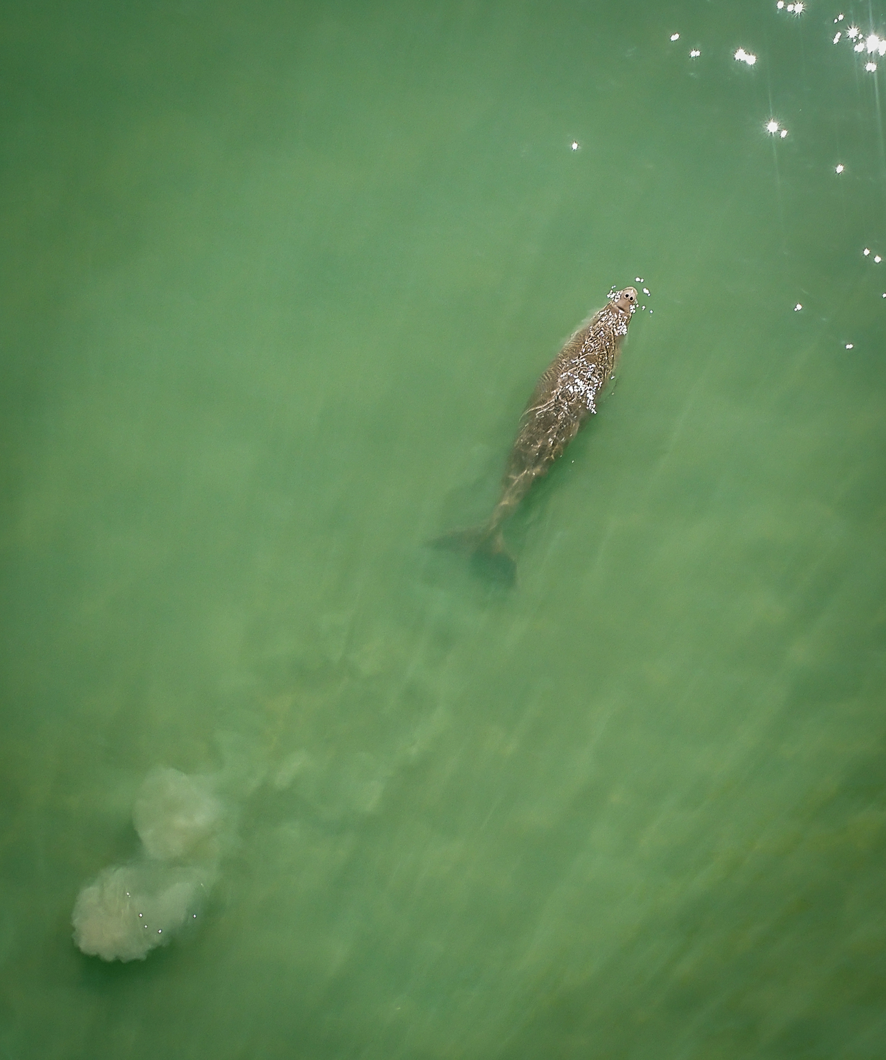 Dugong reproductive behaviour in Koh Libong, Thailand: observations using drones