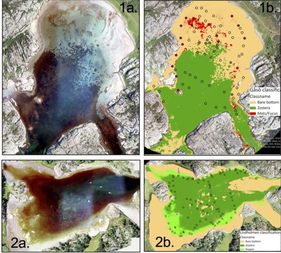 https://www.eduardoinfantes.com/wp-content/uploads/2021/07/Drone-and-satellite-mapping-seagrass-Sweden-pdf.jpg