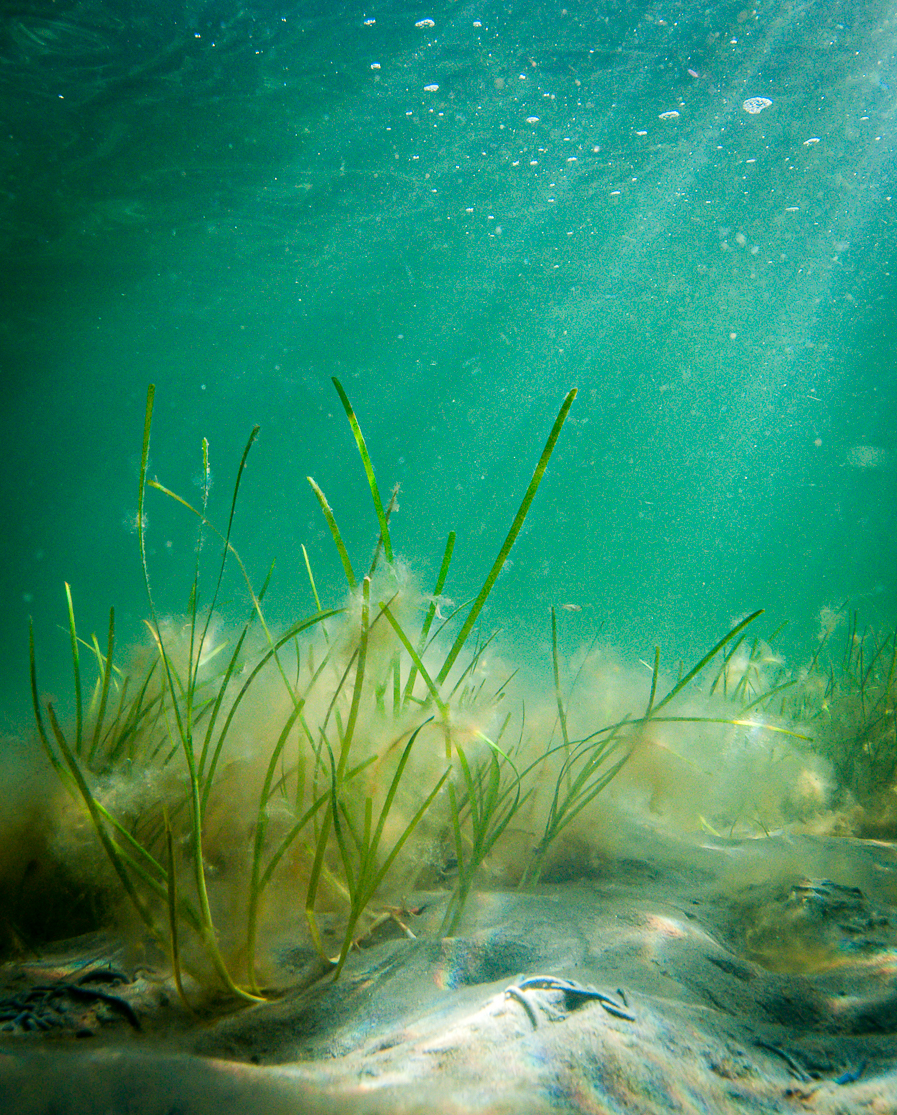 Zostera marina shoot growing on biodegradable BESE structure for sediment stabilization