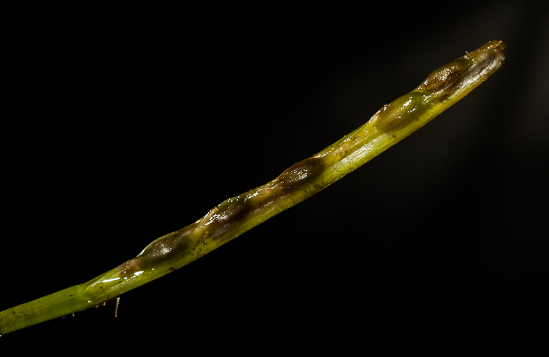 Close-up photo of a Zostera marina (eelgrass) flower spathe with mature seeds