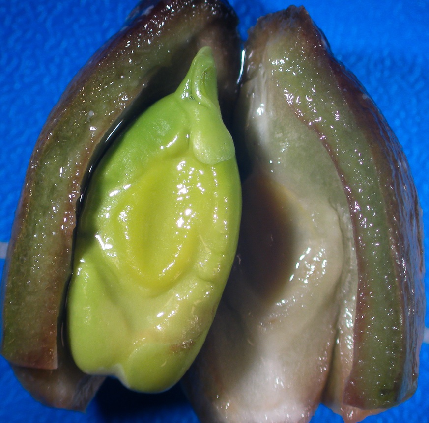 Close-up photo of Posidonia oceanica fruit with visible seed in the center, taken in Mallorca, Spain.