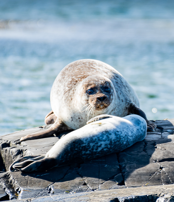 An automated work-flow for pinniped surveys: a new tool for monitoring population dynamics