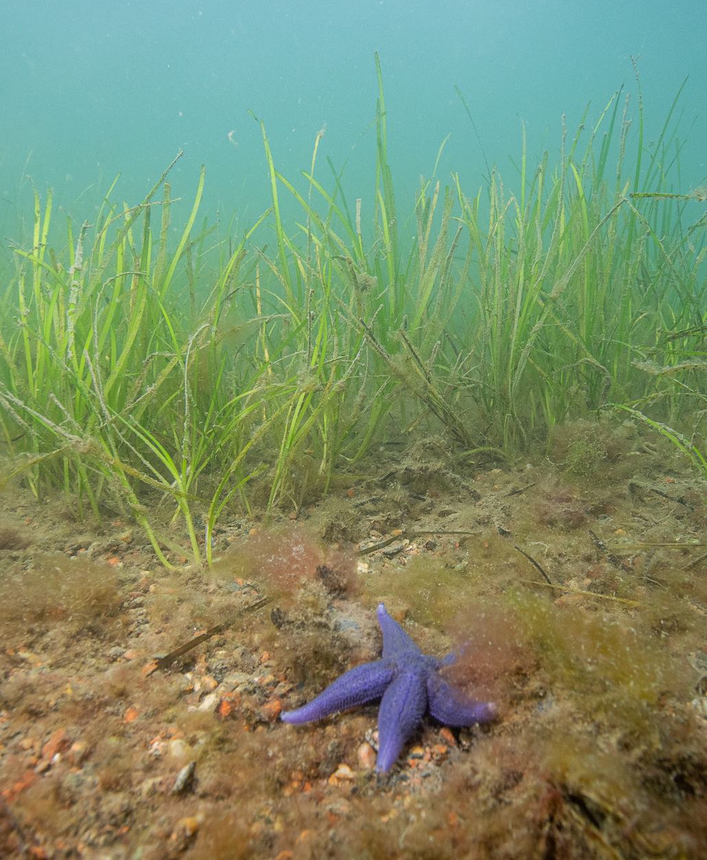Eelgrass bed after 1 year of restoration in the bay of Askeron, Sweden.