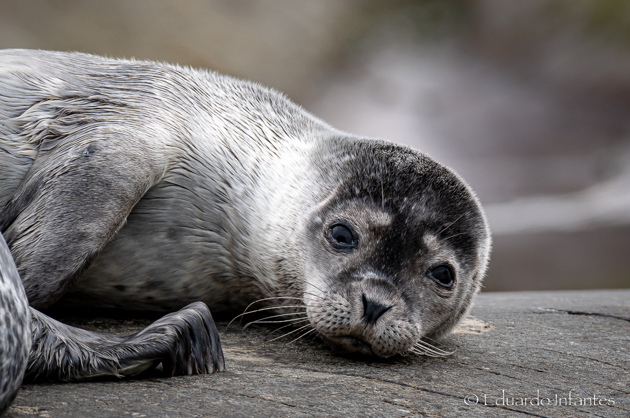 oung harbor seal takes nap after meal