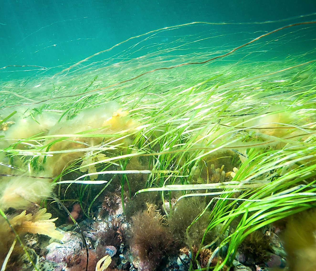 Seagrass Meadow of Zostera Marina with Bend Leaves Due to High Current