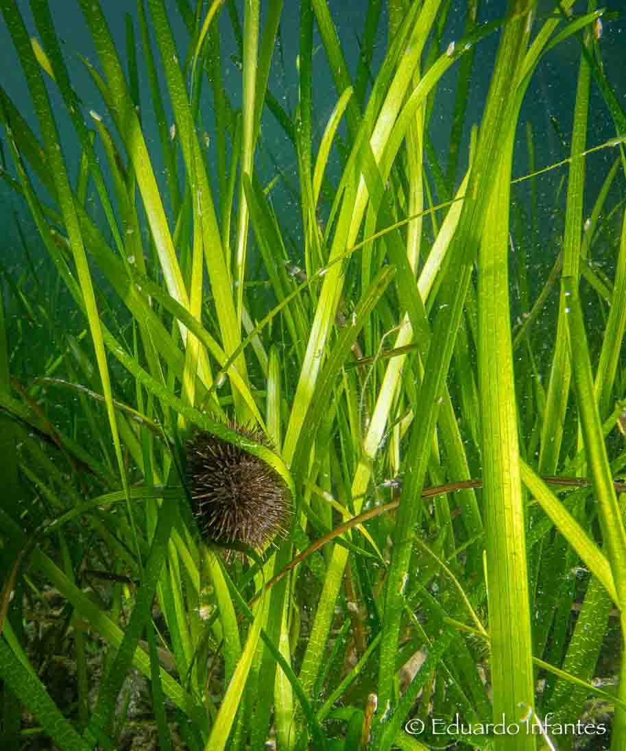 Sea urchin in the canopy of a Zostera marina seagrass meadow in Sweden