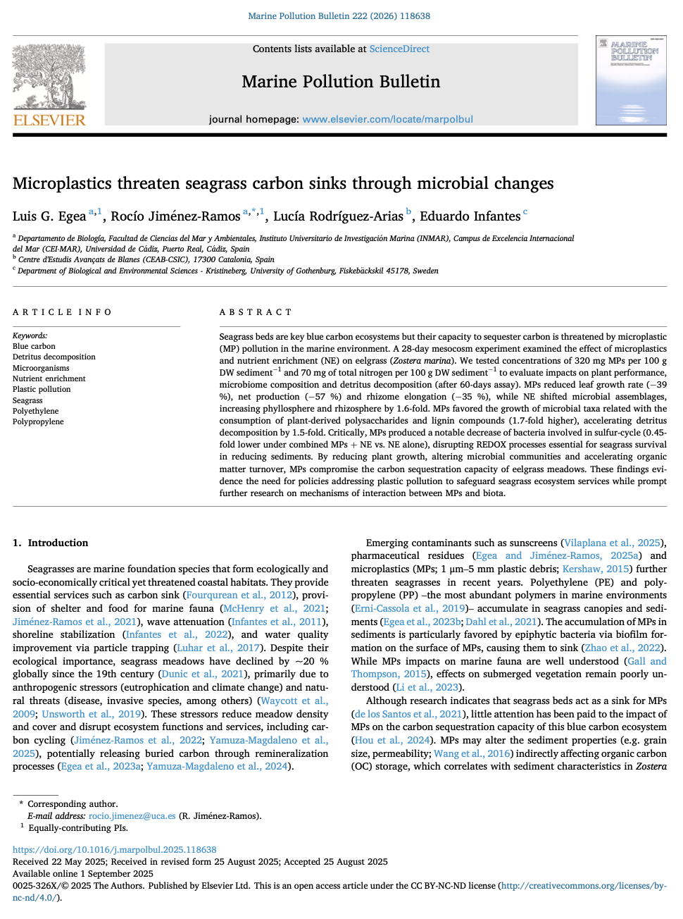 Microplastics threaten seagrass carbon sinks through microbial changes
